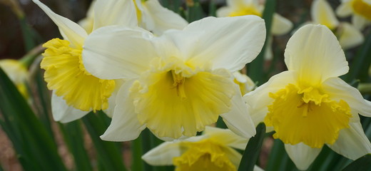 Bright and showy Daffodil flowers close up. Narcissus flowers.