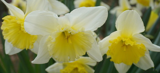 Fototapeta na wymiar Bright and showy Daffodil flowers close up. Narcissus flowers.
