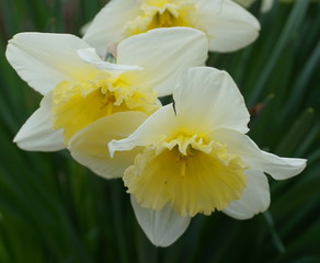 Bright and showy Daffodil flowers close up. Narcissus flowers.