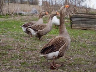 village geese on a walk in nature