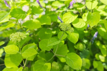 Floral green background, texture, bush with buds of hydrangea flowers