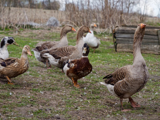 village geese on a walk in nature