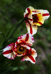 background, beautiful, beauty, bloom, blossom, closeup, color, colorful, flora, floral, flower, garden, green, macro, natural, nature, plant, red, spring, summer, tulip