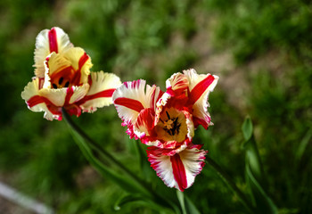 background, beautiful, beauty, bloom, blossom, closeup, color, colorful, flora, floral, flower, garden, green, macro, natural, nature, plant, red, spring, summer, tulip