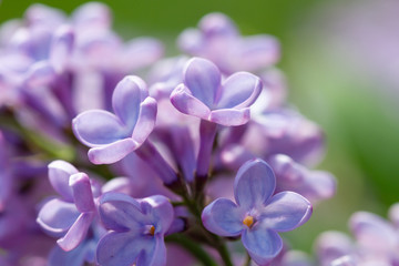 Macro of lilac flowers