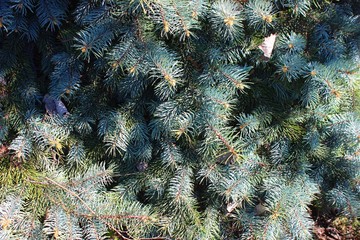 Branches of blue spruce close-up. Blue christmas tree with little cones. Background from coniferous branches. Clean air concept.