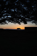 Fototapeta premium Horse silhouette sunset horizon