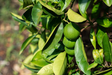 Lemon tree. Branch with fresh green lemons with drop of water after rain, leaves and flowers. Citrus garden in Sicily, Italy.