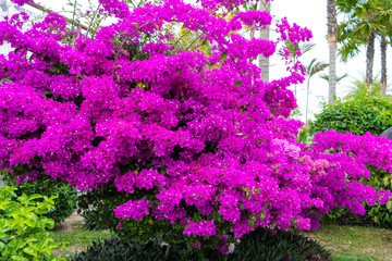 Fototapeta na wymiar Violet bougainvillea flower. Bright saturated color close up.