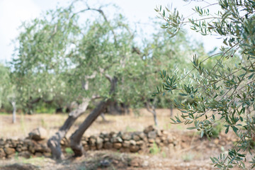 Olive trees garden. Mediterranean farm ready for harvest. Italian olive's grove with fresh green olives. Branch with ripe fruit
