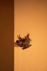 The frog is sitting on the wall. Sucker frog