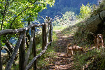 mountain path with fence and dogs