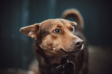 The head of a purebred brown dog on a blurred background of a fence. The dog looks sadly to the side with lowered ears. Front view. 