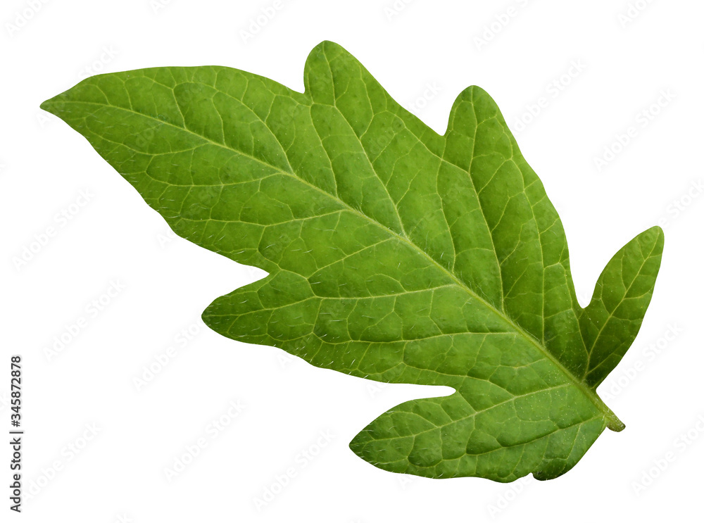 Canvas Prints tomato leaf isolated on white background with clipping path.
