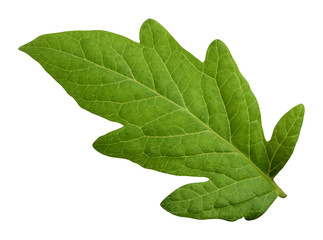 Tomato leaf isolated on white background with clipping path.