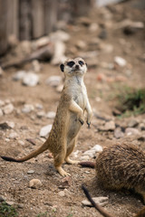 meerkat on guard