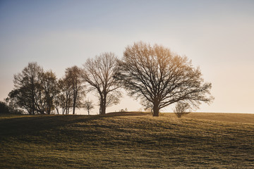 Fototapeta premium Trees on the field in the morning fog. horizontal landscape