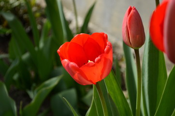Naklejka premium Tulip flowers bloom in spring background the background of blurry tulips in a tulip garden. Nature.