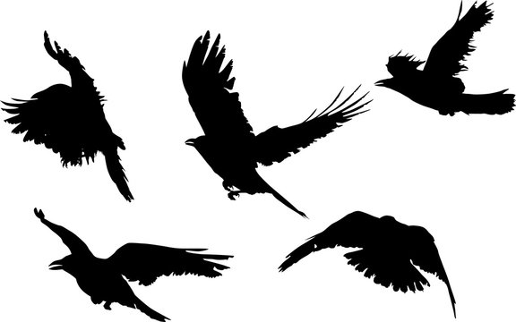 group of five black crow silhouettes isolated on white