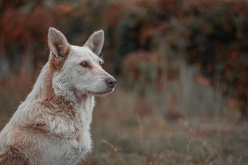 Naklejka premium A stately large mongrel dog with cream hair on a blurred background of nature looks sadly into the distance. Side view. 