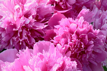 Blooming peony closeup with blurry background