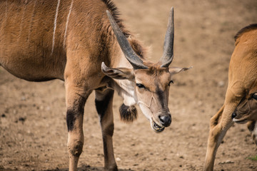 angry antelope
