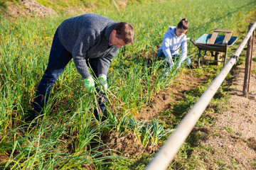 Farmer picking green garlic