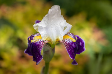 Multicoloured iris in a garden in France