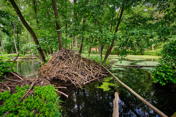 Biberburg im Teufelssee bei Bad Freienwalde