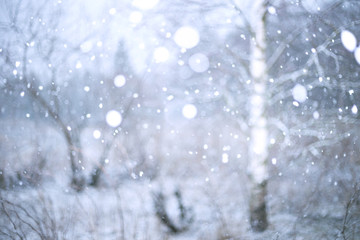 winter forest background