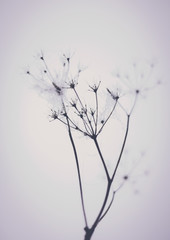 dry flower in winter