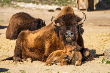 American buffalo known as bison, Bos bison in the zoo © rudiernst