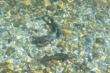 Naklejka na ściany i meble Fish swimming in the clear transparent water of Lake Garda.