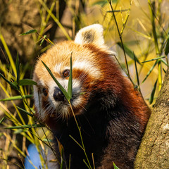 The red panda, Ailurus fulgens, also called the lesser panda.
