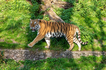 The Siberian tiger,Panthera tigris altaica in the zoo