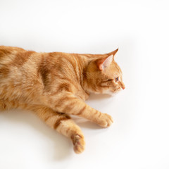 Beautiful young ginger cat looking at copyspace, well-fed and satisfied. Lovely orange pet. Cute red kitten with classic marble pattern lies isolated on white background.