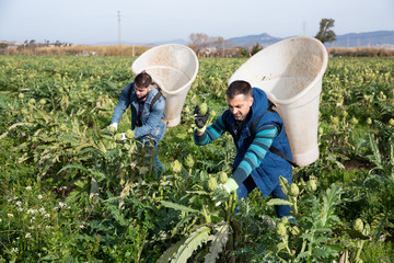 Farmers hand harvesting artichoke buds