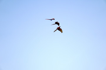 kite in the sky