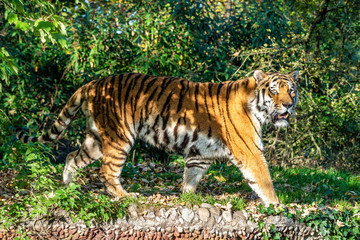 The Siberian tiger,Panthera tigris altaica in the zoo