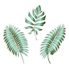 Fototapeta na wymiar Tropical leaves composition. Jungle foliage design for postcard, label, web design or post in social networks. Paradise nature element. Botanical vector illustration isolated on white background.