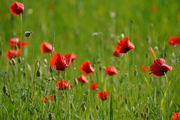 Naklejka na ściany i meble Close-up Of Poppies Blooming In Field