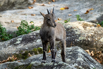 Male mountain ibex or capra ibex on a rock