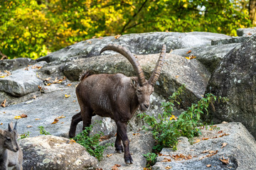 Male mountain ibex or capra ibex on a rock