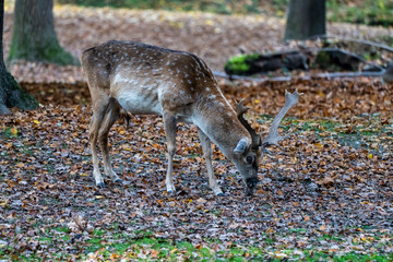 The fallow deer, Dama mesopotamica is a ruminant mammal