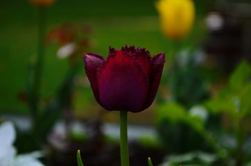 Tulip flowers bloom in spring background the background of blurry tulips in a tulip garden. Nature.