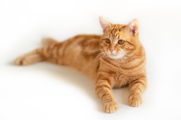 Fototapeta na wymiar Beautiful young ginger cat looking at copyspace. Adorable orange pet. Cute red kitten with classic marble pattern lies isolated on white background.