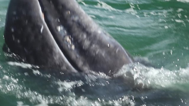 Curious Gray Whale Spyhop Showing Eye in Magdalena Bay Baja California Mexico