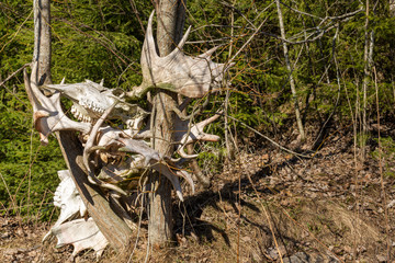 Lot of wasted moose antlers and skulls between two trees in the forest.