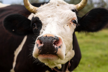 Rural cows graze on a green meadow. Rural life. Animals. agricultural country