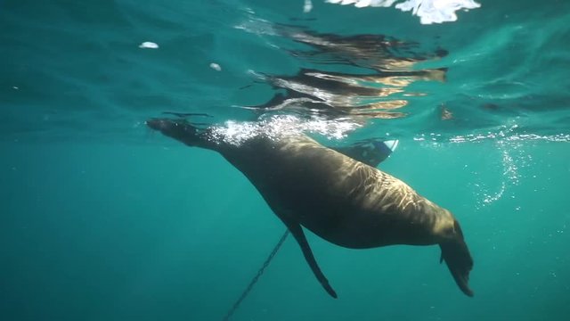 Sea Lion Swimming Playfully Underwater Past Camera at Los Islotes Baja California Mexico